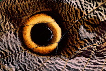 Close-up of 'eye' on wing of Idomeneus giant owl butterfly {Caligo idomeneus} Amazonia, Ecuador