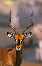 Black face impala portrait {Aepyceros melampus petersi} Etosha NP, Namibia