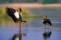 Egyptian goose stretching wings {Alopochen aegyptiaca} Chobe NP, Botswana