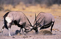 Gemsbok males fighting {Oryx gazella gazella} Etosha NP, Namibia