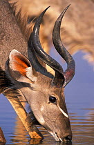 Kudu male drinking {Tragelaphus strepsiceros} Etosha NP, Namibia
