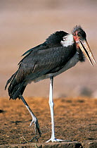 Marabou stork {Leptoptilos crumeniferus} with foot caught in snare, Etosha NP, Namibia