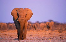 African elephant walking {Loxodonta africana} herd in background, Etosha NP, Namibia