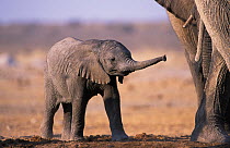 RF- African elephant baby (Loxodonta africana). Etosha National Park, Namibia. Endangered species. (This image may be licensed either as rights managed or royalty free.)