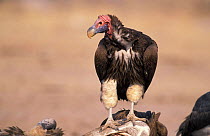 Lappet faced vulture {Torgos tracheliotus} Etosha NP, Namibia