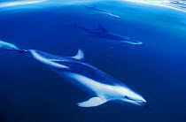 Dusky dolphins just below surface {Lagenorhynchus obscurus} False Bay, South Africa