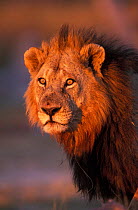 Lion portrait male {Panthera leo} Moremi WR, Botswana, Africa
