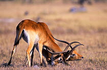 Lechwe males fighting {Kobus leche} Moremi WR, Botswana