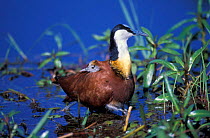 African jacana with chick under wing {Actophilornis africana} Chobe NP, Botswana