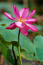 Water lily flower {Nymphaea sp} Northern territory, Australia Fogg Dam CR, Arnheim highway