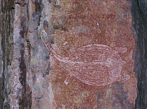 Turtle, Aborigine rock art, Ubirr Art site, Kakadu NP, Northern Territory, Australia