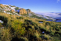 Pine tree planted on Patagonian steppe converting grasslands to forest, Patagonia,