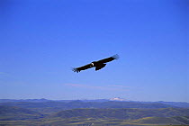 Andean condor in flight {Vultur gryphus} Patagonian steppe, Argentina nr Bariloche,
