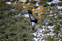 Andean condor male in flight {Vultur gryphus} Patagonian steppe, Argentina nr