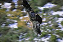 Andean condor juvenile female in flight {Vultur gryphus} Patagonian steppe,