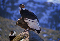 Andean condors (left to right - female, juvenile, male) {Vultur gryphus} Patagonia
