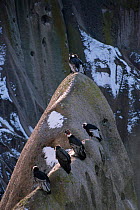 Andean condors roost on cliff pinacle {Vultur gryphus} Patagonian steppe, Rio Negro province, Argentina South America