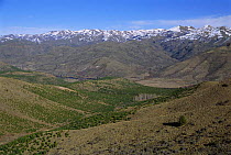 Pine trees planted on steppe converting grasslands into pine forest Patagonia,