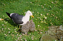 Lesser black backed gull with chicks {Larus fuscus} May Is, Scotland, UK