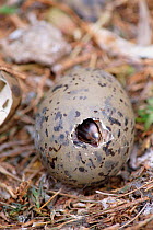 Lesser black backed gull chick hatching from egg {Larus fuscus} May Is, Scotland, UK