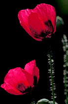 Opium poppy flower {Papaver somniferum} Scotland, UK