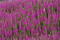 Rosebay willowherb {Chamerion angustifolium angustifolium} + Foxglove {Digitalis purpurea} Scotland
