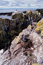Shag nesting on cliff ledge {Phalacrocorax aristotelis} May Is, Scotland, UK