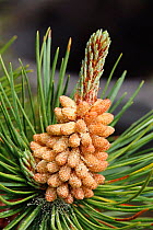Scots pine flower with cone developing {Pinus sylvestris} Aviemore, Scotland, UK
