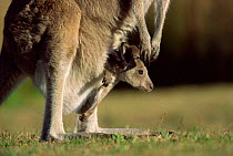 Eastern grey kangaroo joey in pouch {Macropus giganteus} Victoria, Australia.