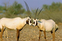 Arabian oryx {Oryx leucoryx} Jaaluni, Oman