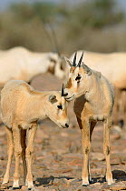 Arabian oryx young {Oryx leucoryx} Jaaluni, Oman