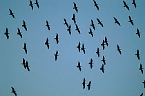 Hermit / Northern bald ibis flock in flight {Geronticus eremita} Berecik, Turkey