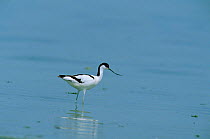 Avocet wading {Recurvirostra avosetta} Kulu Golu, Turkey