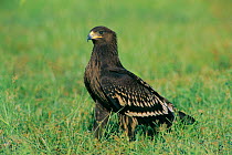 Greater spotted eagle {Aquila clanga} Sohar, Oman