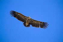 Lappet faced vulture flying {Torgos tracheliotus} Sunub, Oma