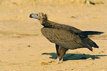 Lappet faced vulture {Torgos tracheliotus} Sunub, Oman