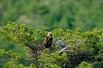 Imperial eagle + chick at nest {Aquila heliaca} Ankara, Turkey