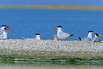 Caspian terns and chick {Hydroprogne caspia} Karine Golu, Turkey