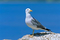 Armenian gull {Larus armenicus} Van Golu, Turkey