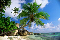 RF- Coconut palm tree overhanging beach. La Digue, Seychelles, Indian Ocean. (This image may be licensed either as rights managed or royalty free.)