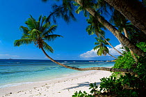Palm trees on beach, La Digue, Seychelles, Indian Ocean