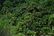 Tropical rainforest canopy with coconut palm trees, Vallee de Mai, Praslin Island, Seychelles, Indian Ocean