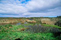 Lower Moors NR with hide, St Mary's, Scilly Isles, Cornwall, UK