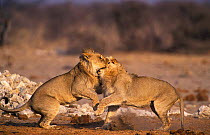 Lions playfighting {Panthera leo} Etosha NP, Namibia, Africa