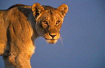 Lioness portrait {Panthera leo} Etosha NP, Namibia