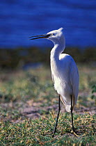 Little egret {Egretta garzetta} Chobe NP, Botswana