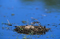 Blacksmith plover {Vanellus armatus} nest with eggs on water, Chobe NP, Botswana