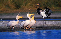 Saddlebill stork {Ephippiorhynchus senegalensis} chases White pelicans. {Pelecanus onocrotalus} Moremi WR, Botswana, Africa sharon Heald