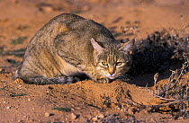 African wild cat {Felis sylvestris libyca} Kgalagadi TP, South Africa