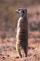 RF- Meerkat on guard (Suricata suricatta). Kgalagadi Transfrontier Park, South Africa. (This image may be licensed either as rights managed or royalty free.)